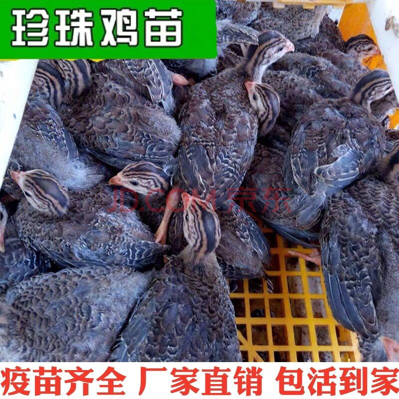珍珠鸡宠物鸡 真珠鸡 活体 五黑鸡小鸡仔半大鸡散养土鸡 高蛋白小鸡
