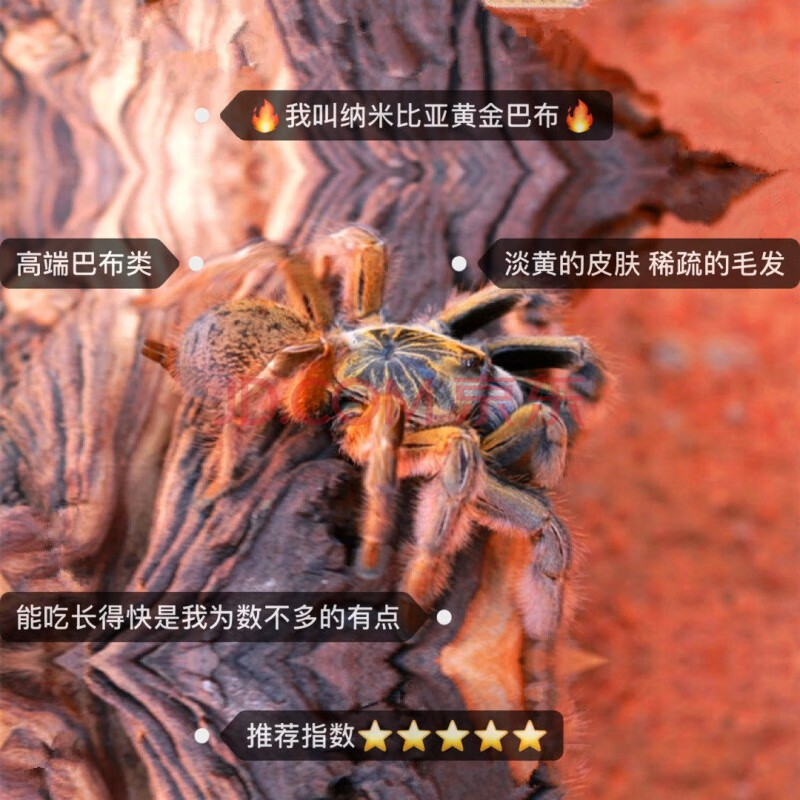 查看源网页
