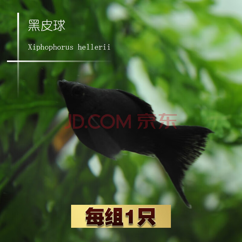 萌萌哒玛丽鱼皮球鱼红箭红玛丽米奇牡丹除油膜鱼胎生鱼热带观赏鱼活体