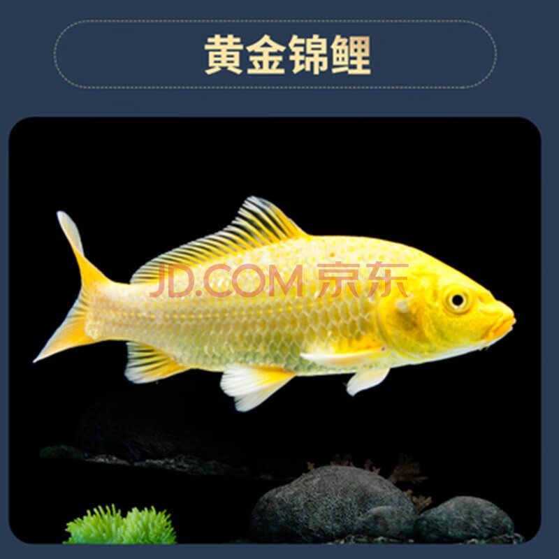 观赏鱼金鱼锦鲤鱼活体日本纯种锦鲤三色昭和红白黄金龙凤宠物鱼招财鱼