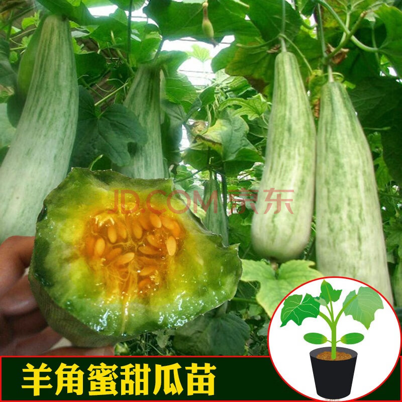 羊角蜜种孑羊角脆超甜酥瓜种大全四季香甜瓜种籽水果种子苗秧 羊角