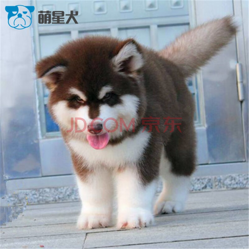 萌星犬 纯种阿拉斯加宠物狗狗幼犬活体 雪橇犬熊版阿拉斯加活体狗狗