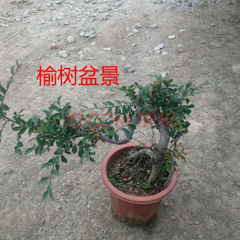 罗汉松树苗盆栽珍珠/雀舌/米叶罗汉松小苗盆景特价罗汉松盆景 榆树