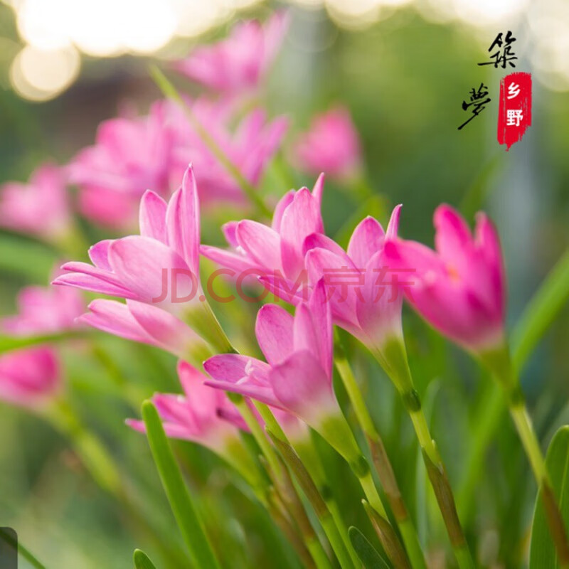 粉色风雨兰 胖丽丽 国王的奖赏 萝卜丝 初恋 普粉开花