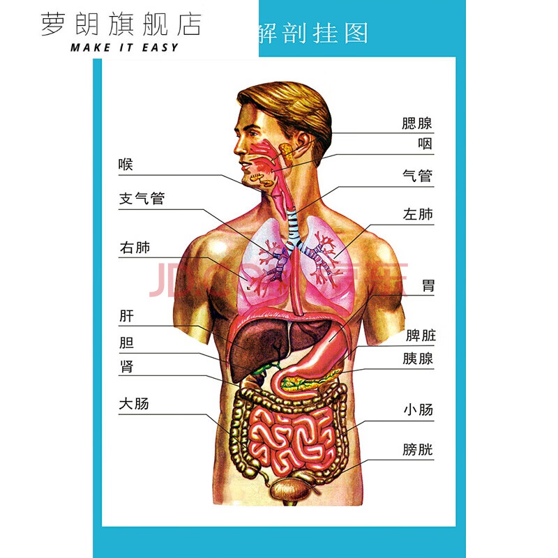 萝朗 人体解剖图结构示意图人体内脏器官骨骼肌肉构造挂图全身解刨