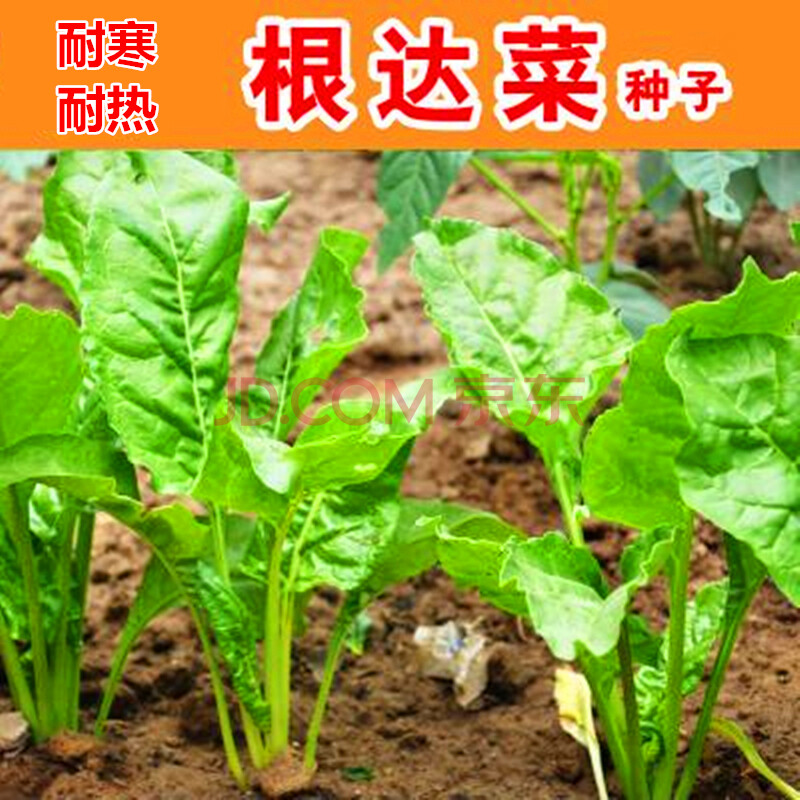 根达菜种子 牛皮菜 莙荙菜 君达菜种籽 盆栽蔬菜种子四季播种 根达菜