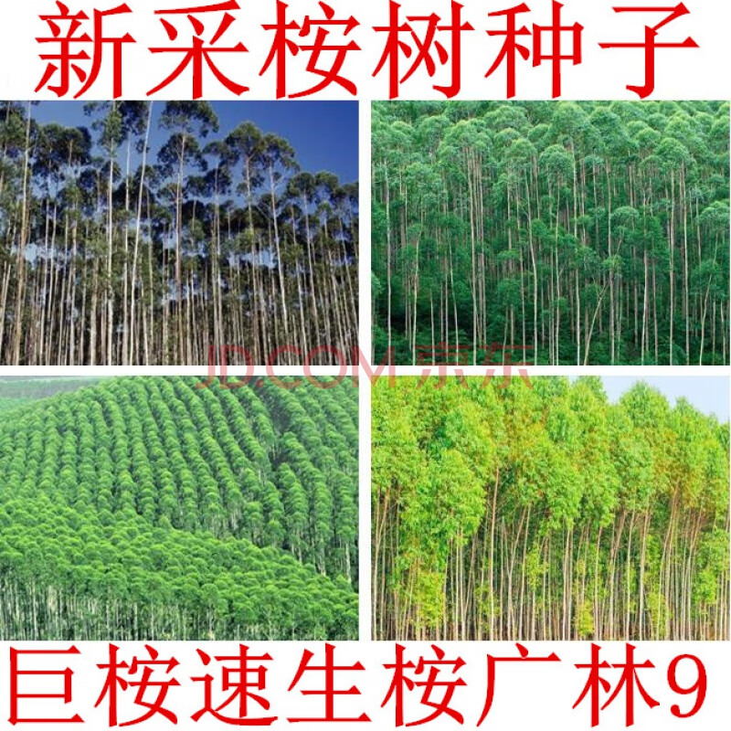 尾叶巨桉蓝桉杏仁桉澳大利亚大小叶 速生桉树花籽 大叶桉树种子一斤