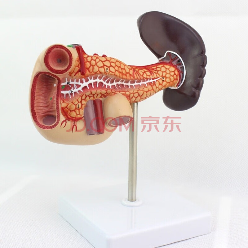 十二指肠脾脏模型人体消化系统腹腔干肝门静脉糖尿病健康教育胰腺解剖