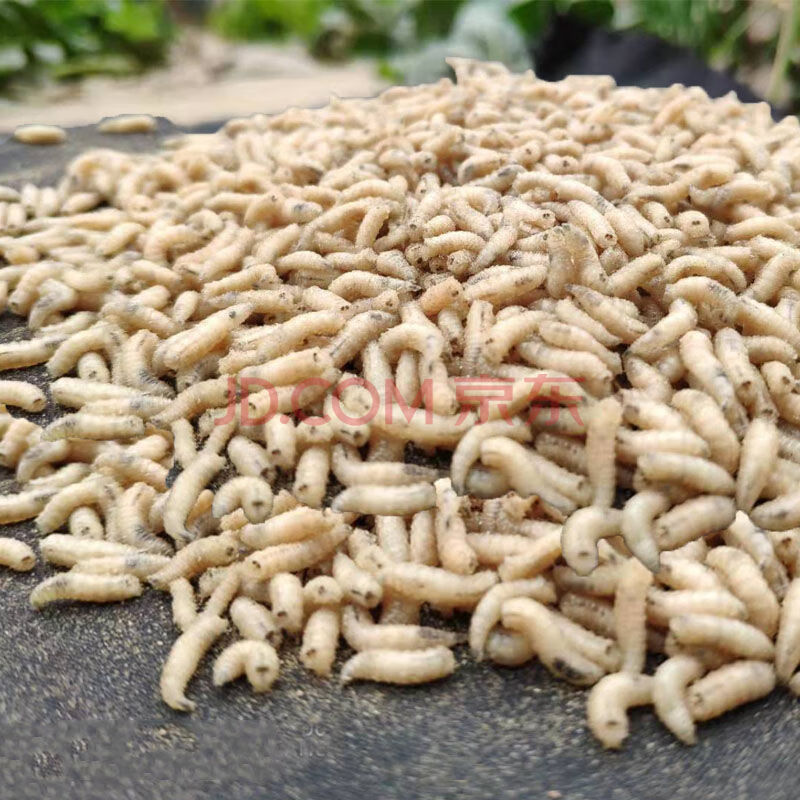 鱼饵活体蛆肉蛆活蛆牙子蛆白蛆活虫鲤鱼蛆虫野钓冬钓鲫鱼黑坑 1瓶