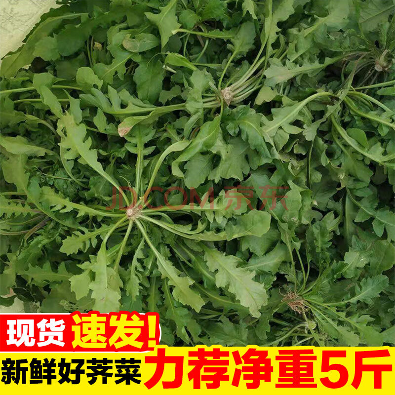 【现货】新鲜野菜荠荠菜新鲜白花荠菜 现挖蔬菜北方野