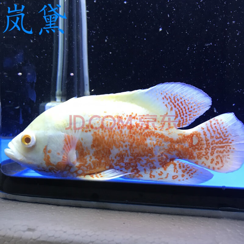 地图鱼活体活鱼黑地图鱼红地图鱼鱼风水鱼中大型淡水易养热带鱼家养