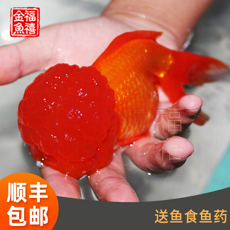 精品纯红狮子头金鱼活体观赏鱼水族宠物国狮冷淡水鱼招财国粹包活 9