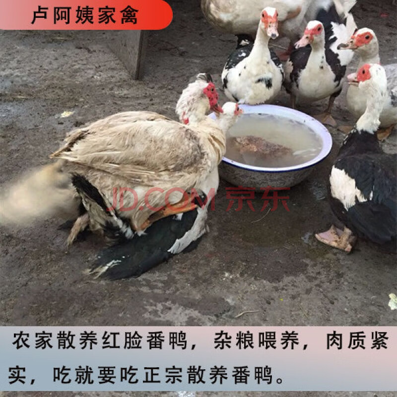 (辉露生鲜)红头鸭番鸭藤鸭鸳鸯鸭屯鸭洋鸭美洲鸭西鸭子活体现杀现发