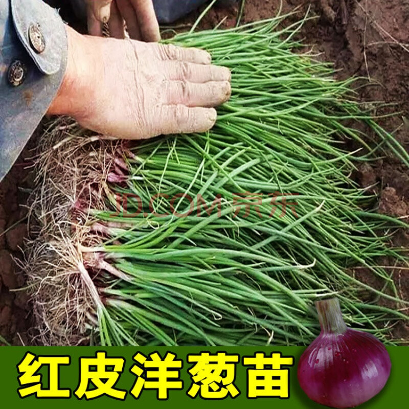 红皮洋葱苗 紫皮洋葱秧 洋葱种子圆葱苗冬季种植苗 新鲜苗 蔬菜苗 1斤