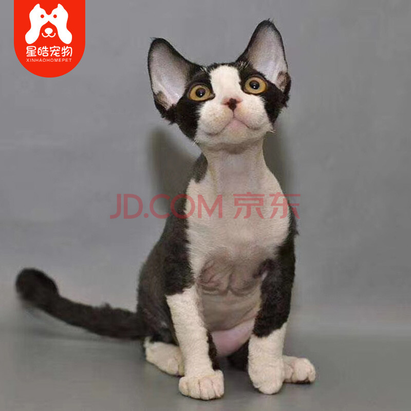 宠物猫活体幼猫纯白色黑色虎斑开脸黑白色幼崽家养自家繁育可上门挑选