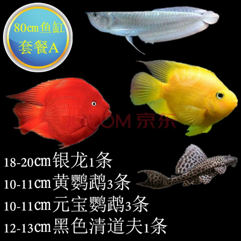 天弗龙鱼活体热带观赏鱼红黄鹦鹉鱼地图猫鱼大型风水鱼套餐 80㎝鱼缸
