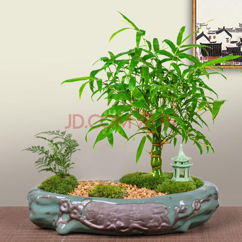 佛肚竹盆栽小竹子植物室内佛竹小型矮化客厅好养观赏竹罗汉竹盆景