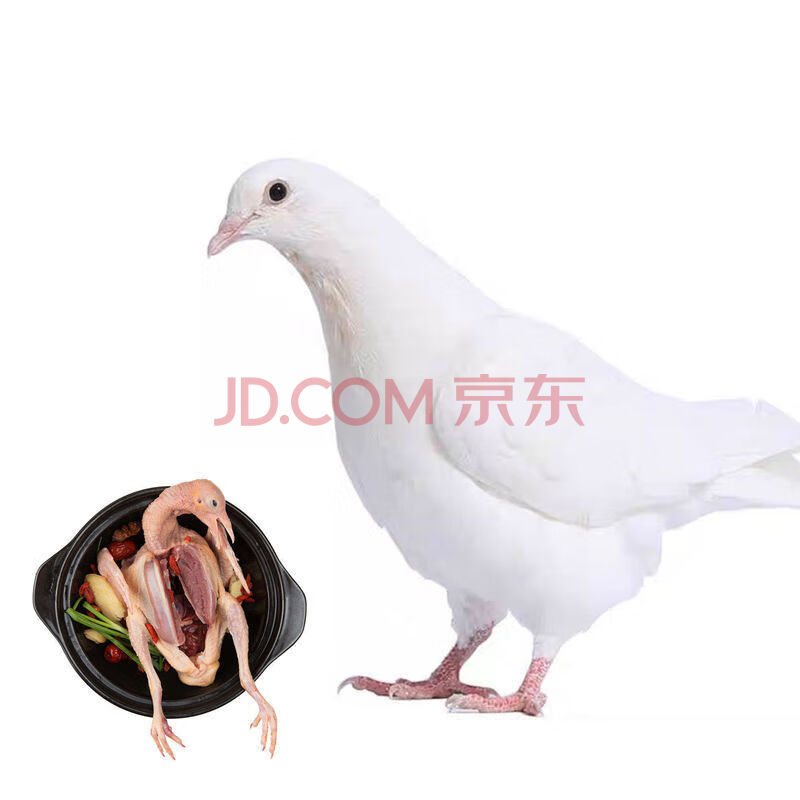 新鲜老鸽子活杀乳鸽散养鸽子农家土鸽子母鸽子鸽子肉新鲜烧汤食材 味
