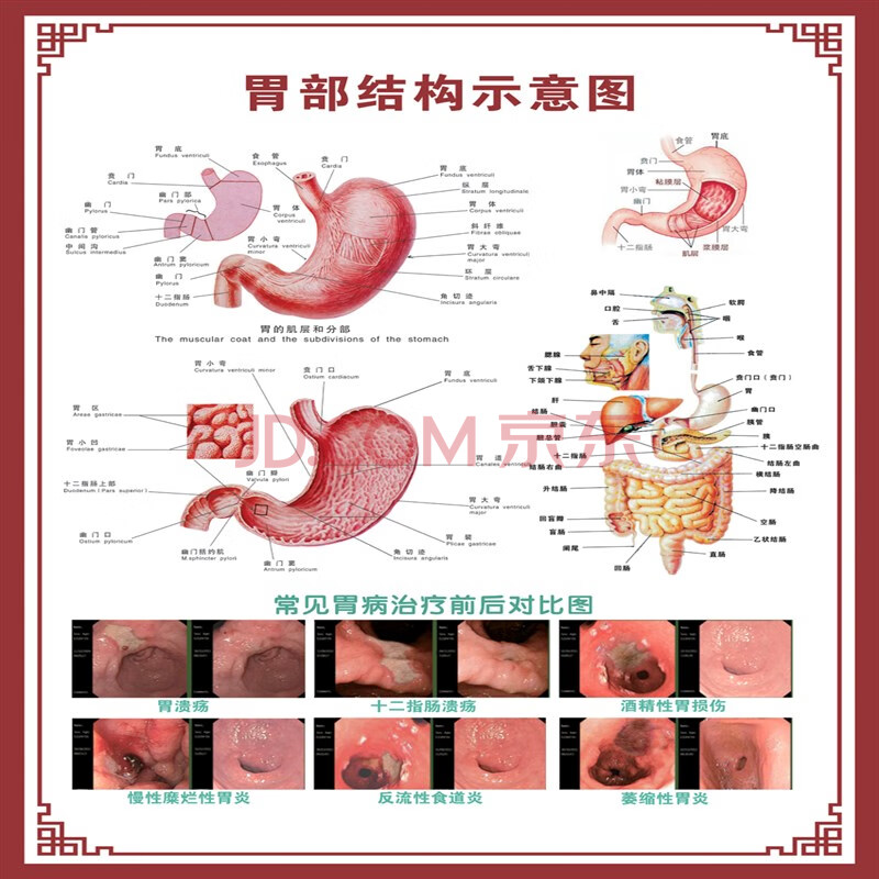 人体内脏解剖示意图医学骨骼肌肉器官血管血液结构图医院海报 胃部