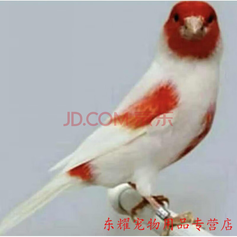 金丝彩雀辣椒红玉鸟山东黄白玉白红眼玉鸟活物黄玉鸟 红白马赛克小鸟