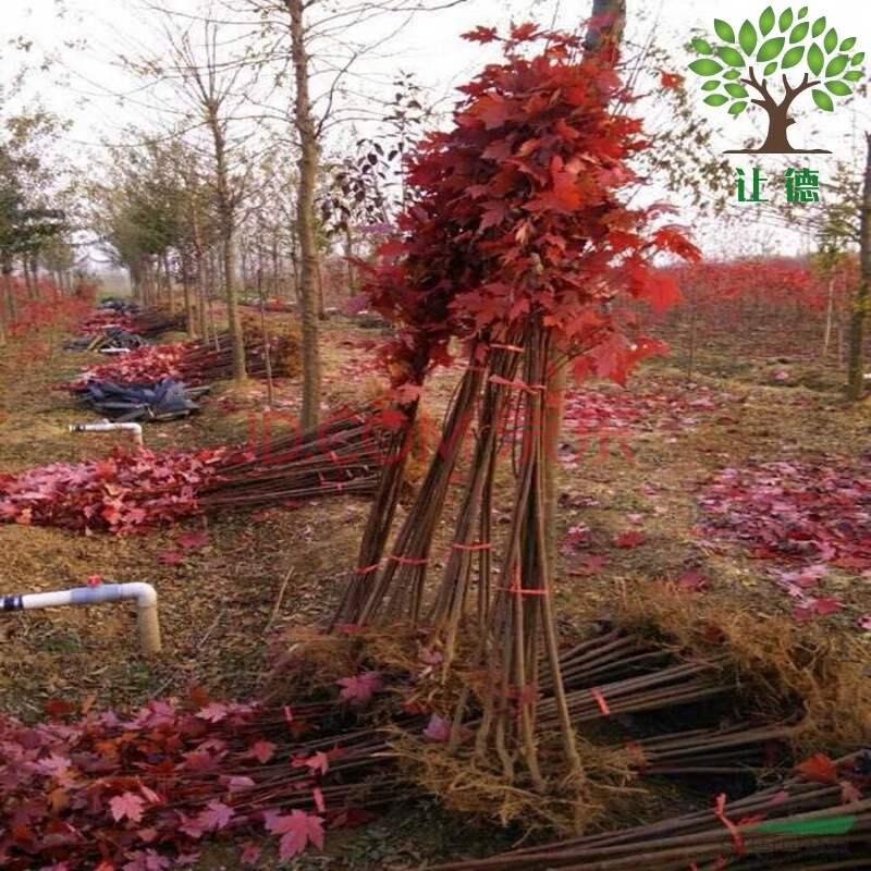 美国红枫树苗 日本红枫苗中国红四季红 盆栽庭院植物