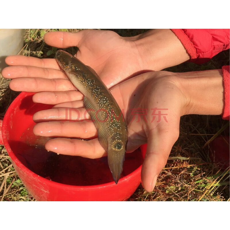 萌萌哒七星鱼雷龙淡水冷水鱼观赏鱼原生鱼月鳢凶猛鱼人气七星鱼812