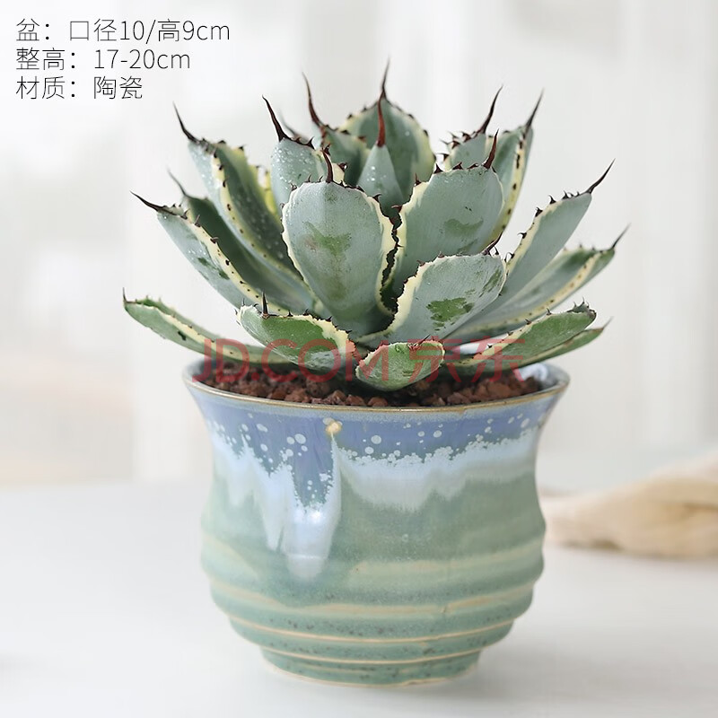 植物大颗老桩稀有品种花卉好养活ff 吉祥冠锦/直径12-15cm【兰陶釉】