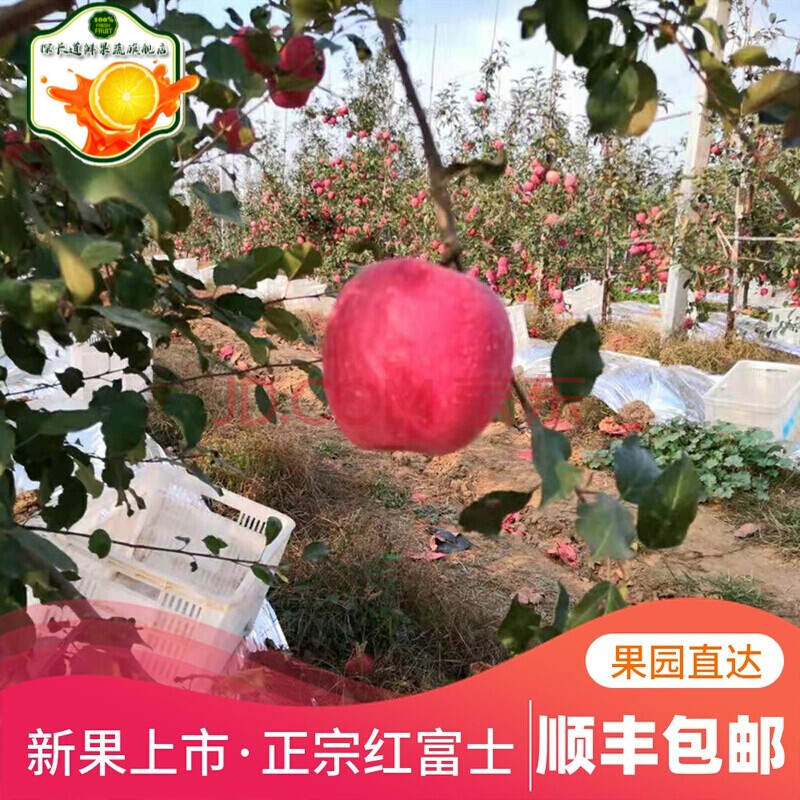 荣成苹果 2020新果上市红富士苹果 山东荣成特产果园直达当季水果新鲜