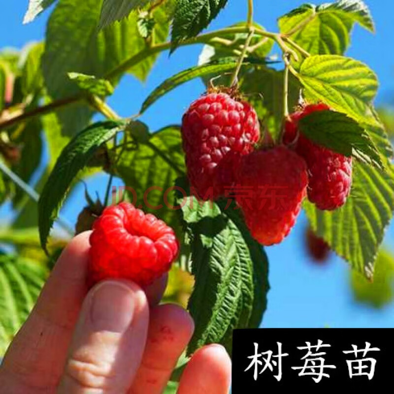 盆栽地栽南北方种植四季当年结果庭院阳台树莓树 五年苗(备注品种)