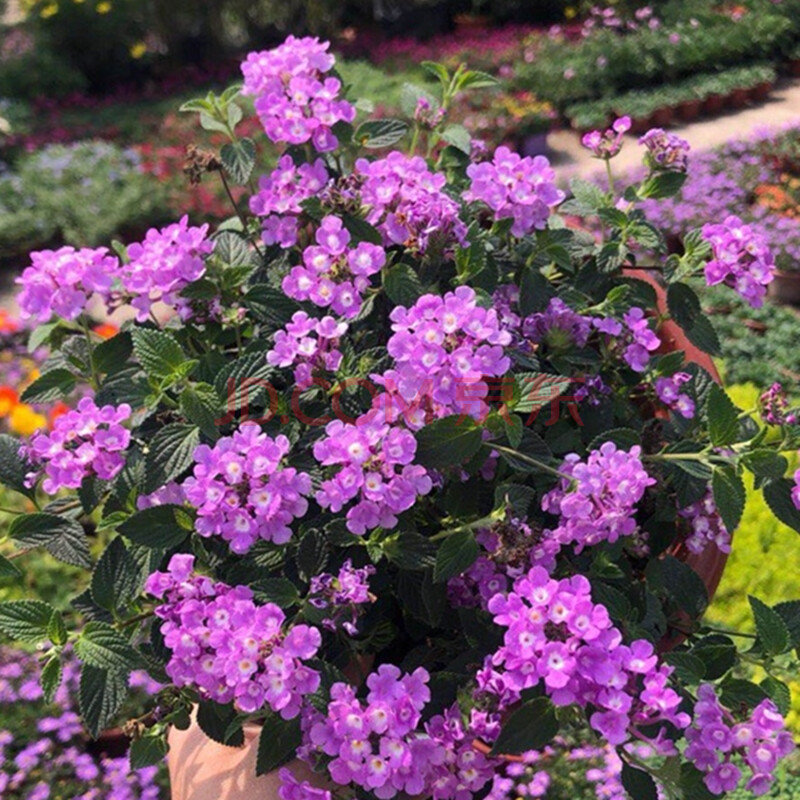 五色花五色梅盆栽花苗四季梅花马缨丹庭院花卉花开不断耐干耐晒 蓝