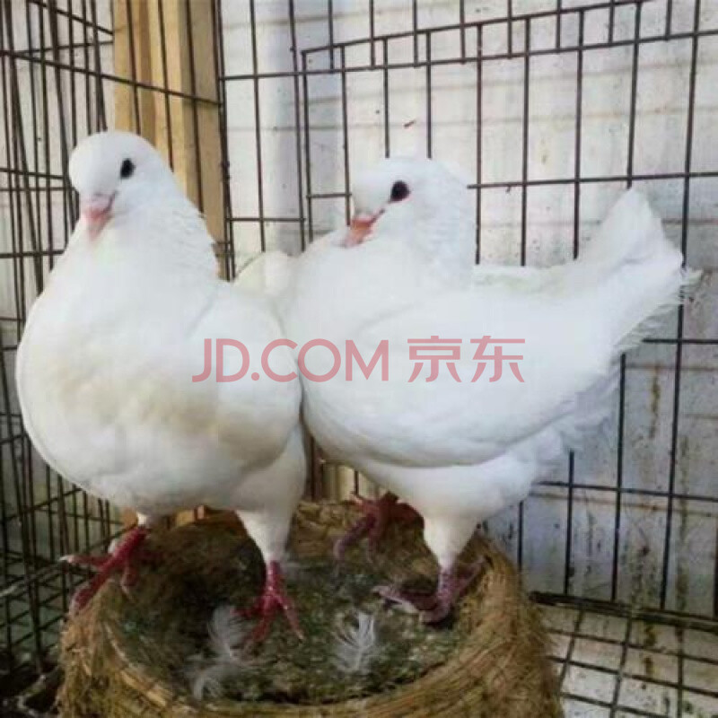 【京选推荐】元宝鸽活元宝鸽特大信鸽肉鸽可长2-3特大型一对青年幼鸽