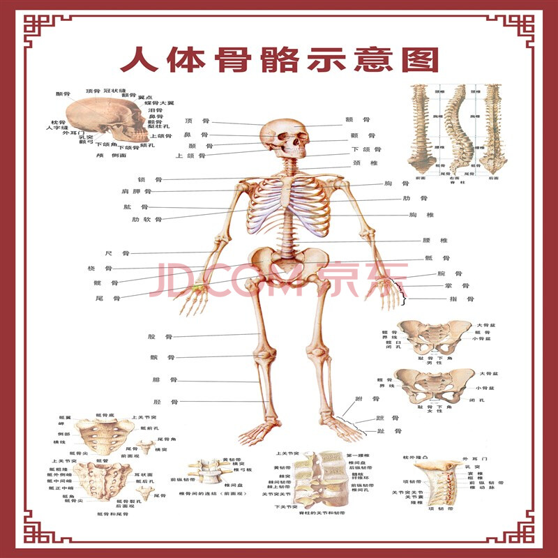 人体内脏解剖示意图医学骨骼肌肉器官血管血液结构图医院海报 人体