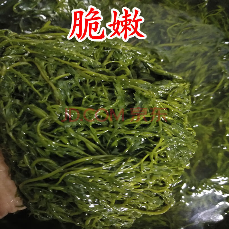 新鲜盐渍马尾藻鞭炮竹碱性海藻海草谷穗龙须菜长寿菜酒店食材 5斤特嫩