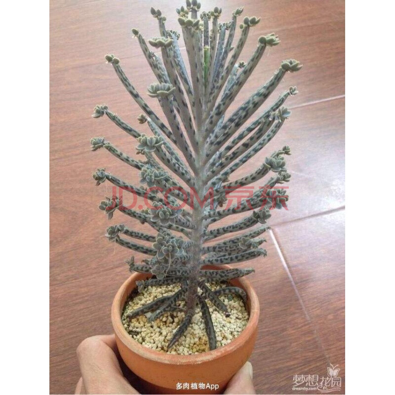 宽叶不死鸟多肉植物老桩棒叶落地生根花阔叶肉肉盆栽大叶不死鸟锦 棒
