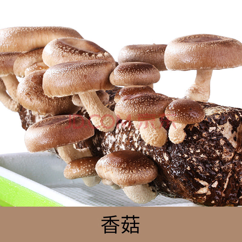 菌包蘑菇种植包菇种植菌种家种磨菇菌菇金针菇家庭平菇室内食用 大包