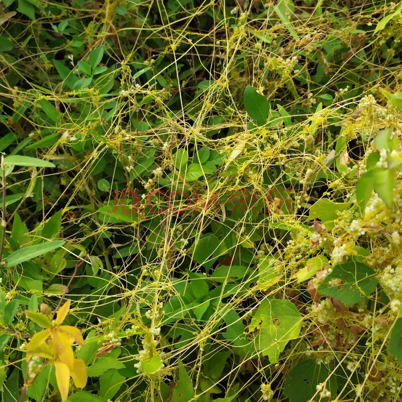 新鲜无根藤新鲜藤菟丝子草菟丝藤无头藤金丝藤年货 100克鲜草