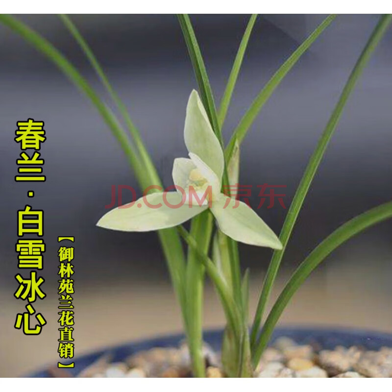 春兰素心白雪冰心兰花苗花卉植物盆栽年底带花苞 10苗