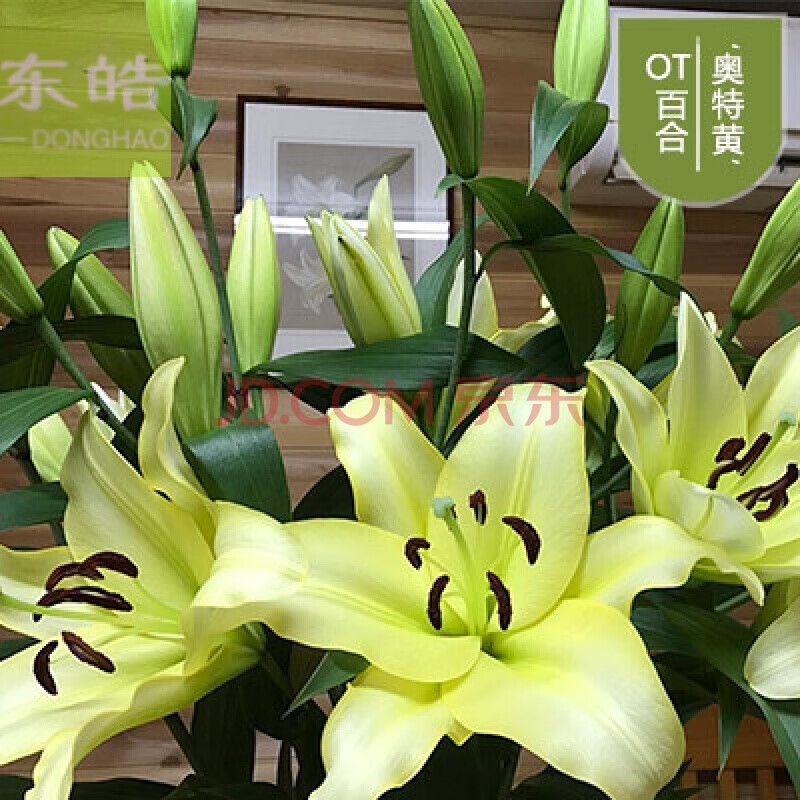 东皓 百合花种球 好看好养的重瓣香水百合花种子种球大球盆栽百合种球