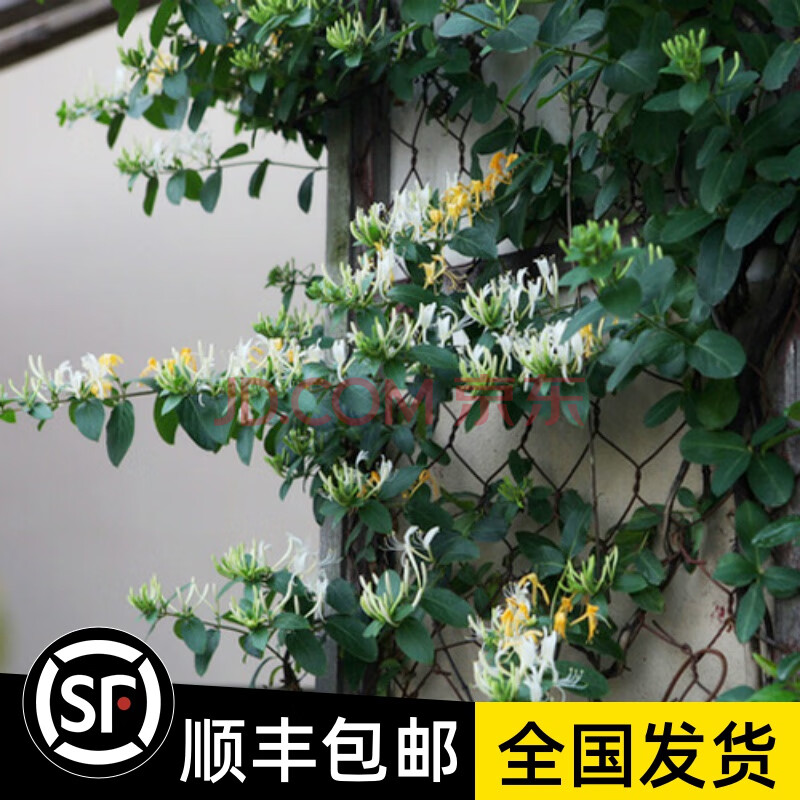 金银花苗爬藤植物四季野生种植白色金银花树苗木室内阳台盆栽花卉 十