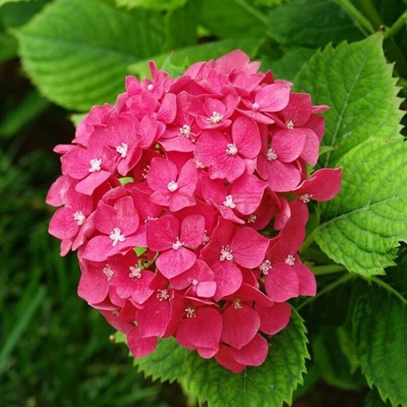 花苗盆栽庭院老桩耐寒无尽夏大花地栽四季阳台室内花卉植物 红绣球