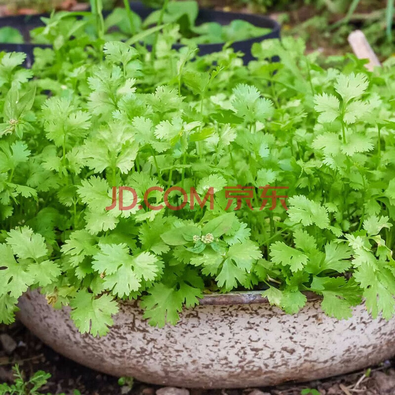 农家小叶香菜种子 芫荽蔬莱籽种籽传统佐料型阳台四季播盆栽摩西香芹