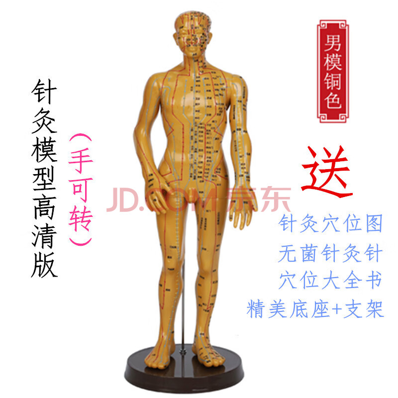 人体经络穴位图模型中医学针灸穴位人体模型全身男女小铜人模特 50cm