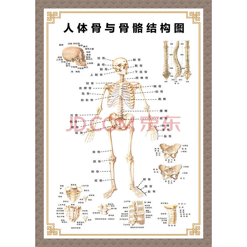 全身图 中医针灸艾灸拔罐养生十二经络穴位海报大挂图 骨与骨骼结构图