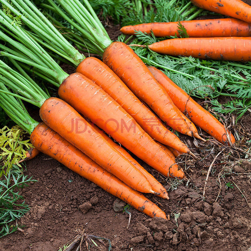 山东现挖胡萝卜沙地带泥水果红萝卜生吃脆甜蔬菜新鲜批发当季萝卜 5斤
