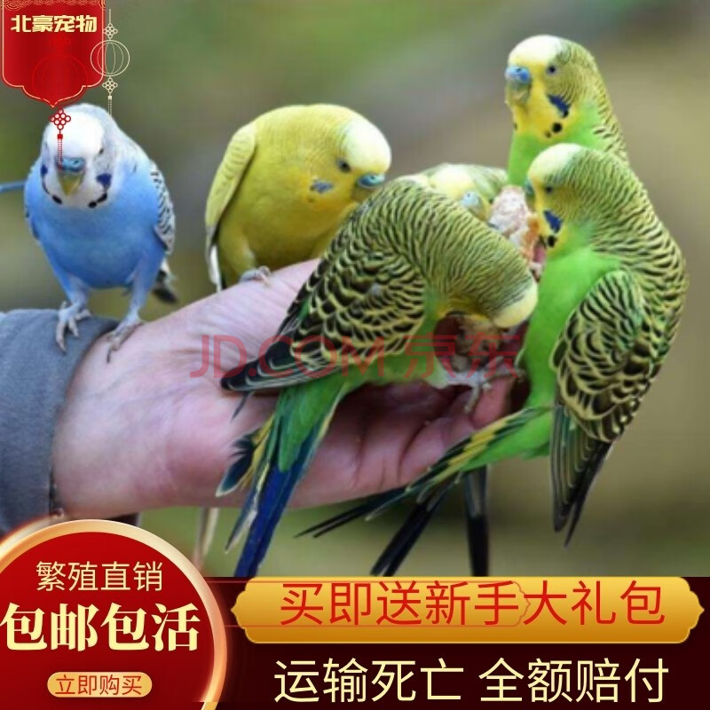 牡丹鹦鹉玄凤鹦鹉手养手玩鹦鹉学舌说话鹦鹉 随机虎皮一只(公母备注)2
