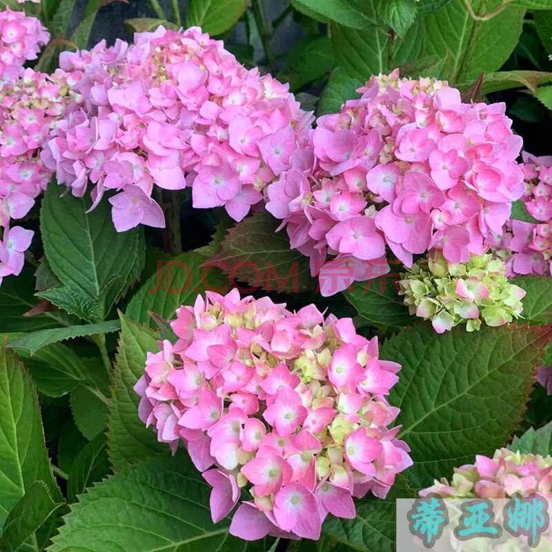 绣球花苗超特大老桩苗盆栽阳台庭院植物四季花卉无尽夏八仙花耐寒