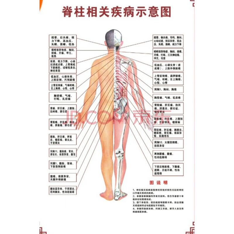 人体骨骼图挂图器官内脏结构图海报脊柱图解肌肉分布解剖图挂画(注意