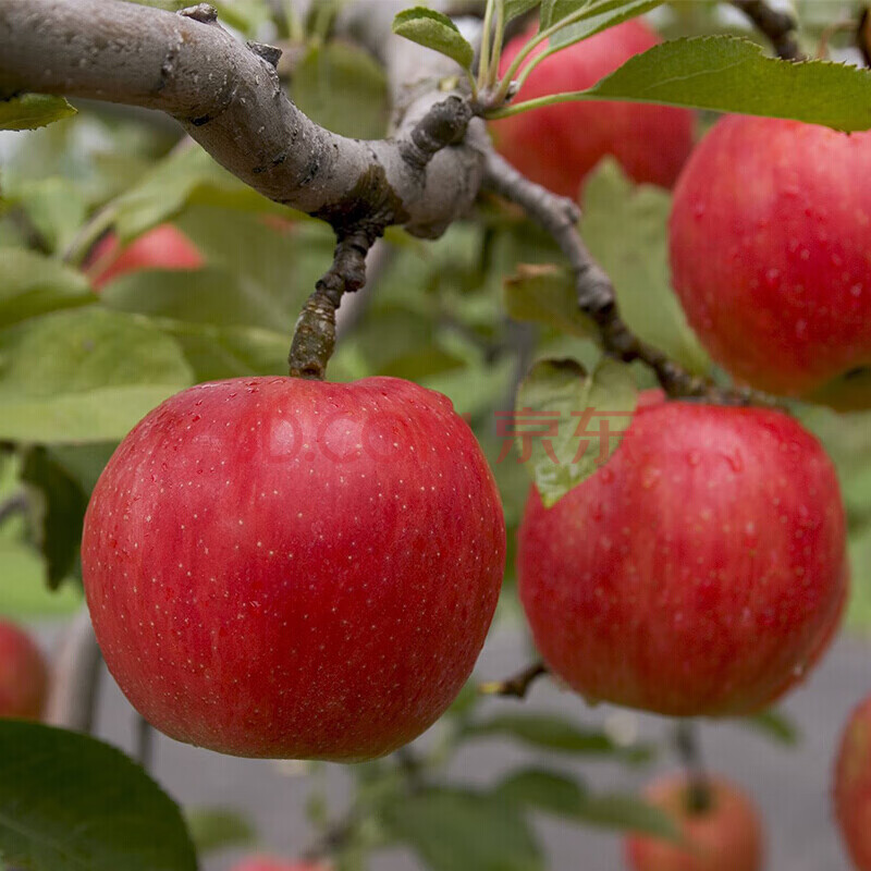 嫁接苹果苗苹果树苗果树苗盆栽地栽苹果苗南方北方种植水果苗 四季