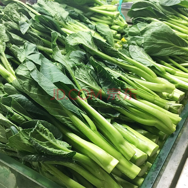 新鲜宁夏菜心正宗供港菜心苗菜杆菜苔小青菜生吃即食蔬菜三斤 生鲜