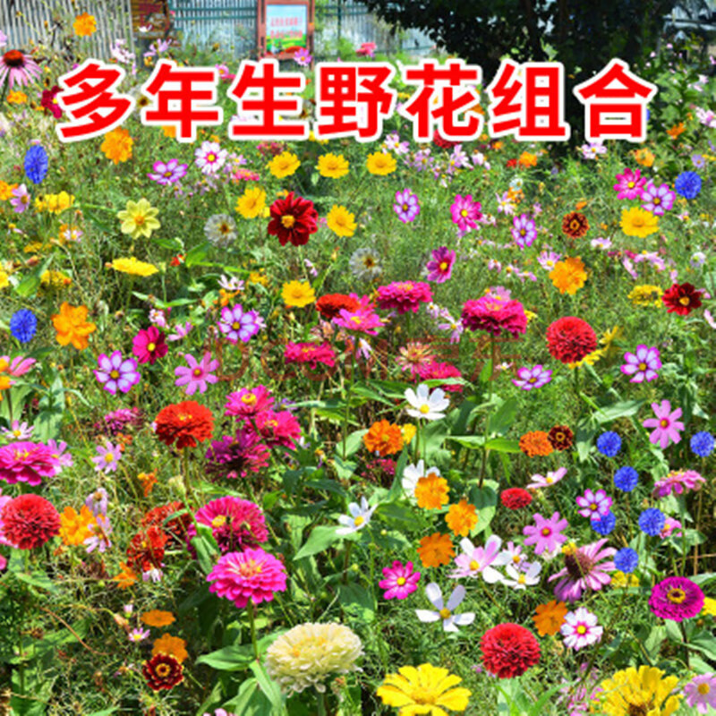 户外野花组合波斯菊薰衣草满天星花海种籽孔雀草太阳花多年生种子